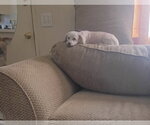 Small Photo #2 Poodle (Miniature)-Unknown Mix Puppy For Sale in Apple Valley, CA, USA