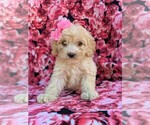 Small Photo #2 Cock-A-Poo Puppy For Sale in LINCOLN UNIV, PA, USA