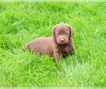 Small #4 Labrador Retriever