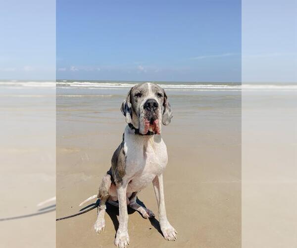 Medium Photo #1 Great Dane-Unknown Mix Puppy For Sale in San Antonio, TX, USA