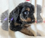 Small Photo #6 Bernedoodle Puppy For Sale in HARROGATE, TN, USA