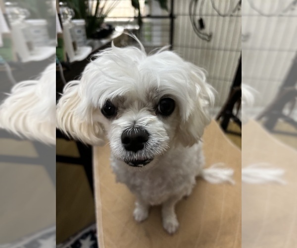 Medium Photo #1 Maltese Puppy For Sale in HARVEST, AL, USA