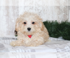 Maltipoo Puppy for sale in SHILOH, OH, USA