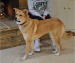 Small #1 Retriever  Mix
