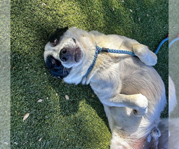 Medium Photo #3 Great Pyrenees Puppy For Sale in Salinas, CA, USA