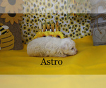 Small Photo #6 Poodle (Toy) Puppy For Sale in CHANUTE, KS, USA