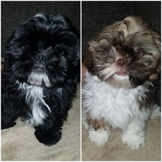 Shih Tzu Puppy for sale in CANON CITY, CO, USA