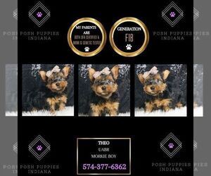 Morkie Puppy for sale in WARSAW, IN, USA