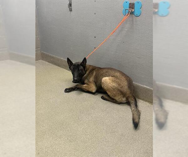 Medium Photo #1 Mutt Puppy For Sale in Las Vegas, NV, USA