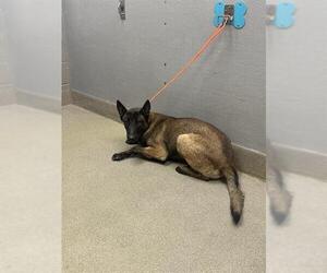 Mutt Dogs for adoption in Las Vegas, NV, USA