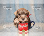 Small Photo #12 Schnauzer (Miniature) Puppy For Sale in SANGER, TX, USA