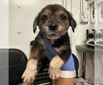 Small #1 Spaniel Mix