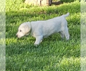 Medium Labrador Retriever
