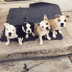American Bully Puppy for sale in UNION CITY, CA, USA