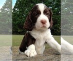 Puppy 6 English Springer Spaniel