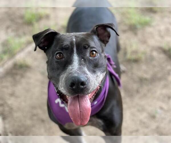 Medium Photo #1 Labrador Retriever-Texas Heeler Mix Puppy For Sale in Tulsa, OK, USA