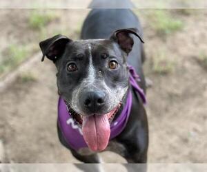 Labrador Retriever-Texas Heeler Mix Dogs for adoption in Tulsa, OK, USA