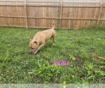 Small #1 Bulldog-Labrador Retriever Mix