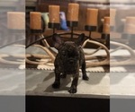 Small Photo #2 French Bulldog Puppy For Sale in FREDERICKSBURG, TX, USA