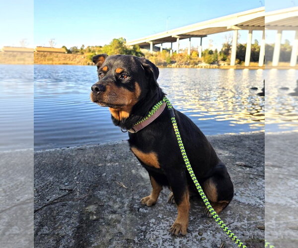 Medium Photo #2 Rottweiler-Unknown Mix Puppy For Sale in North Myrtle Beach, SC, USA