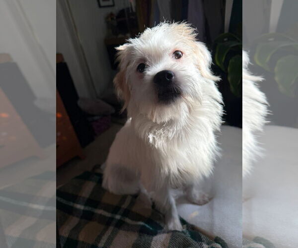 Medium Photo #9 Mutt Puppy For Sale in Grafton, WI, USA