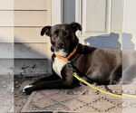 Small #17 Labrador Retriever Mix