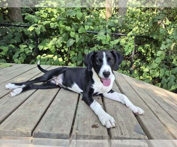 Medium Photo #3 Mutt Puppy For Sale in Elmsford, NY, USA