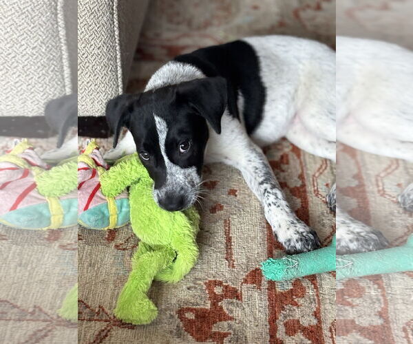 Medium Photo #3 Pointer-Unknown Mix Puppy For Sale in Rockaway, NJ, USA