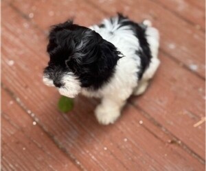 Havanese Puppy for sale in GREEN SEA, SC, USA
