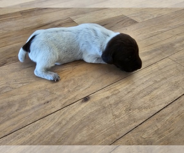 Medium Photo #1 German Shorthaired Pointer Puppy For Sale in EVANSVILLE, WY, USA