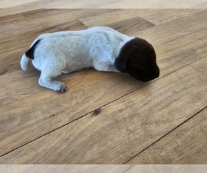 German Shorthaired Pointer Puppy for sale in EVANSVILLE, WY, USA