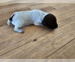 Image preview for Ad Listing. Nickname: Puppy 1