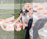 Small #13 Shih Tzu