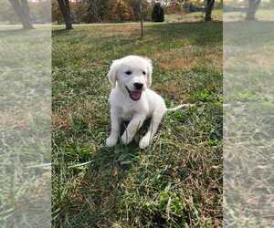 Golden Retriever Puppy for Sale in NORWOOD, Missouri USA