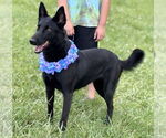 Small #1 Mutt