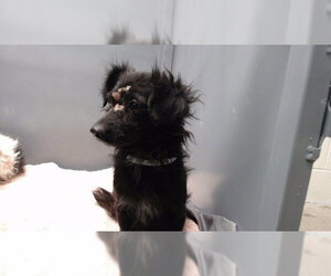 Mutt Dogs for adoption in Downey, CA, USA