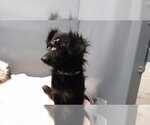 Small Mutt