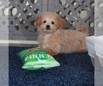 Small #1 Poochon
