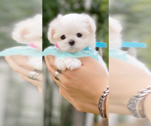 Maltese Puppy for sale in DELTONA, FL, USA