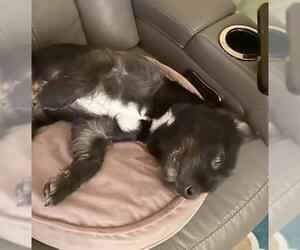 Button - Male Mutt Dog for Adoption - Photo #3