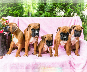 Boxer Puppy for Sale in WAKARUSA, Indiana USA