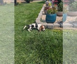 Small #13 Basset Hound
