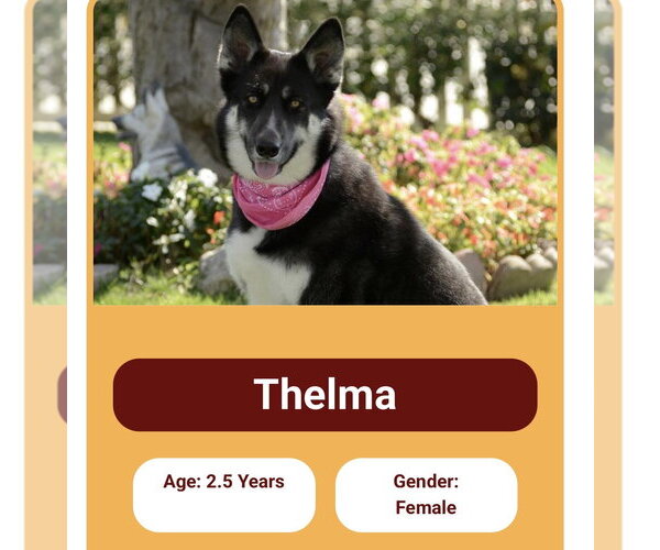 Medium Photo #1 Gerberian Shepsky Puppy For Sale in Marina Del Rey, CA, USA
