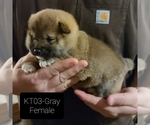 Puppy 4 Shiba Inu