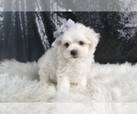 Small #3 Maltese