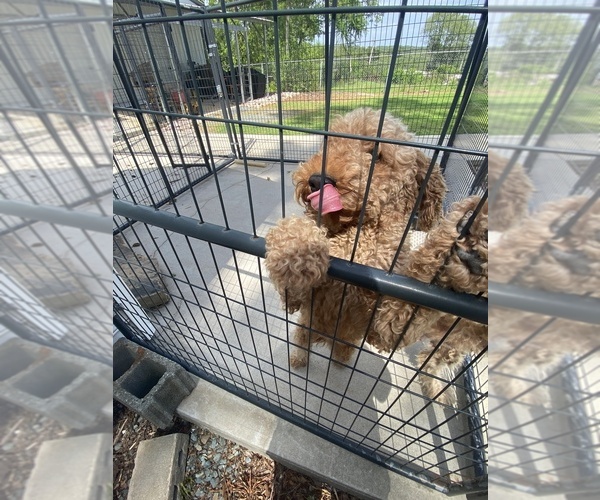 Medium Photo #2 Goldendoodle (Miniature) Puppy For Sale in ALBEMARLE, NC, USA