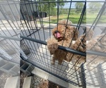 Litter of 2 - Male(s) and Female(s) Goldendoodle (Miniature)Litter of Puppies for Sale - Photo #2