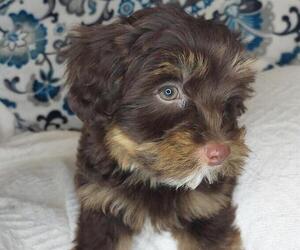 YorkiePoo Puppy for Sale in ELKTON, Kentucky USA