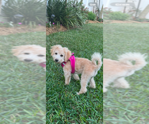 Doodle-Golden Retriever Mix Puppy for sale in LAKELAND, FL, USA