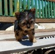 Small Yorkshire Terrier